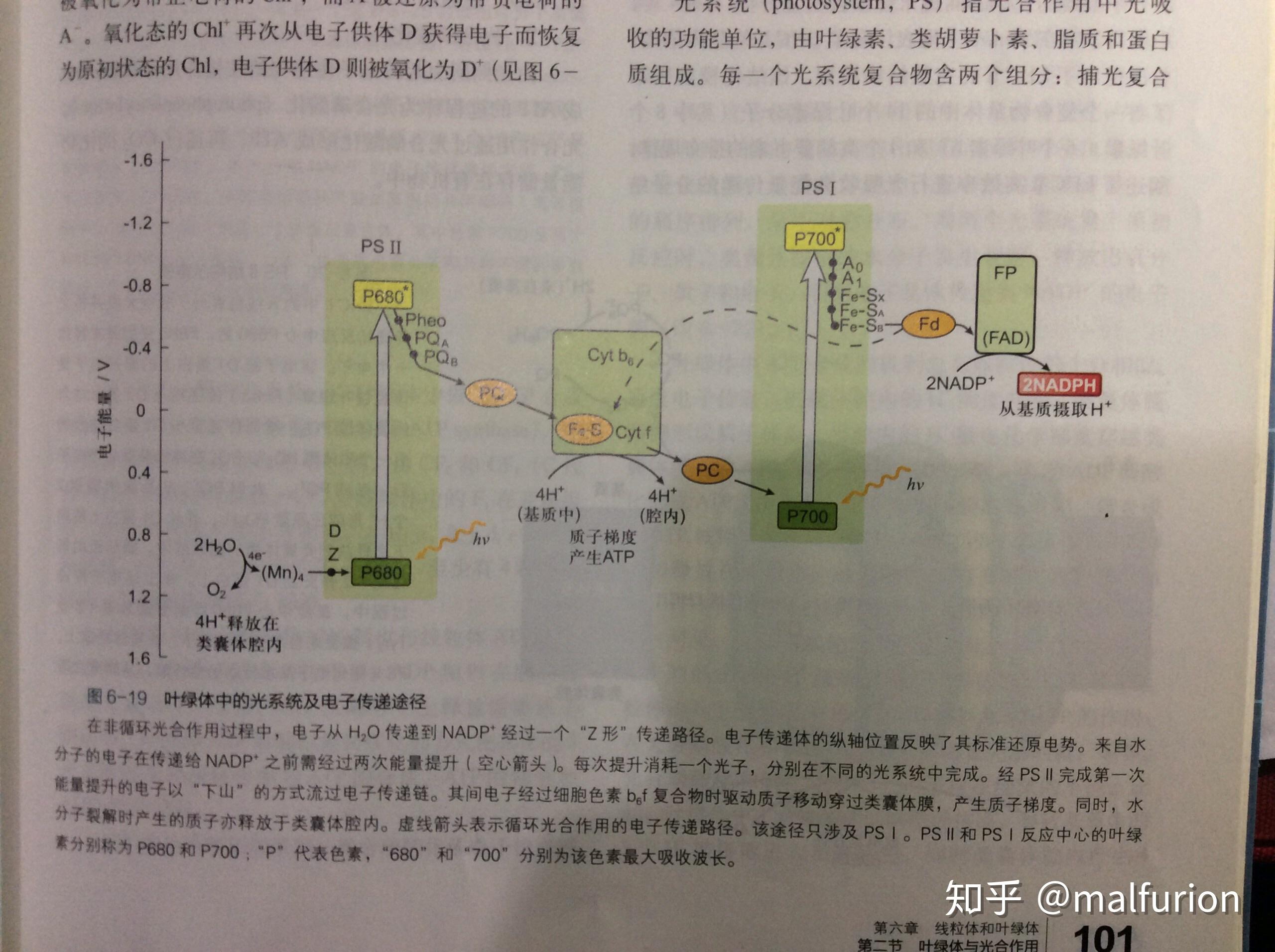 光合作用以及呼吸作用電子傳遞鏈本質上有什麼區別nadph與nadh在結構