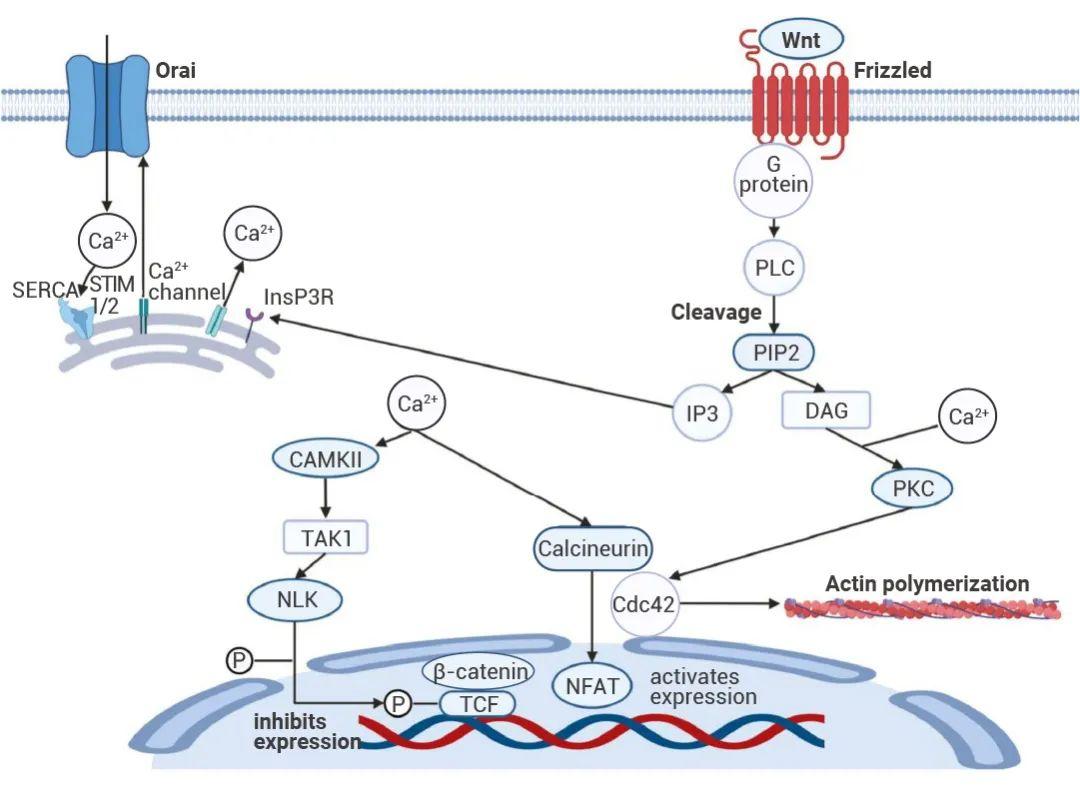 细胞动态可塑性：Wnt/β-catenin 如何 