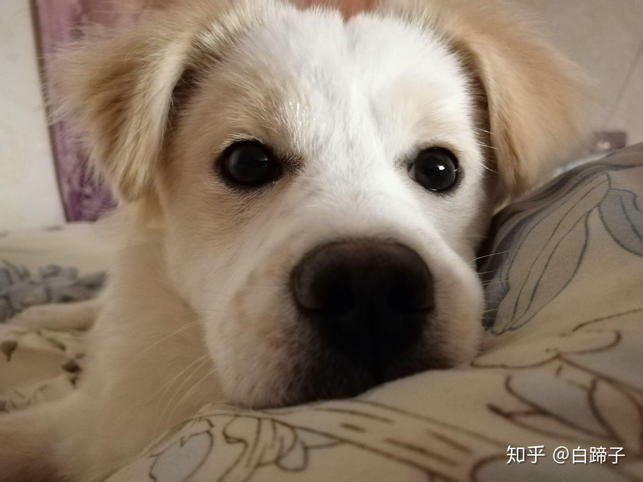 狗狗得了犬瘟怎么治疗 ? - 知乎