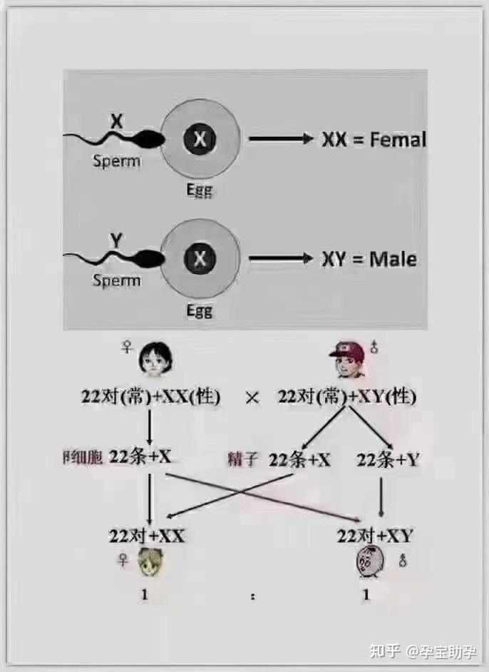 试管第三代成功率多少