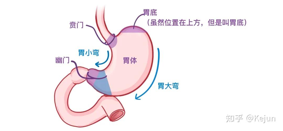 人体解剖学基础——腹部内脏篇(食道和胃) - 知乎