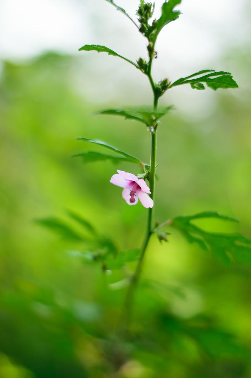 流苏什么时候嫁接桂花