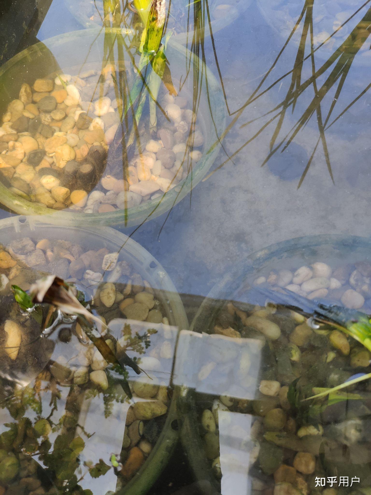 沼泽过滤用什么滤材合适?