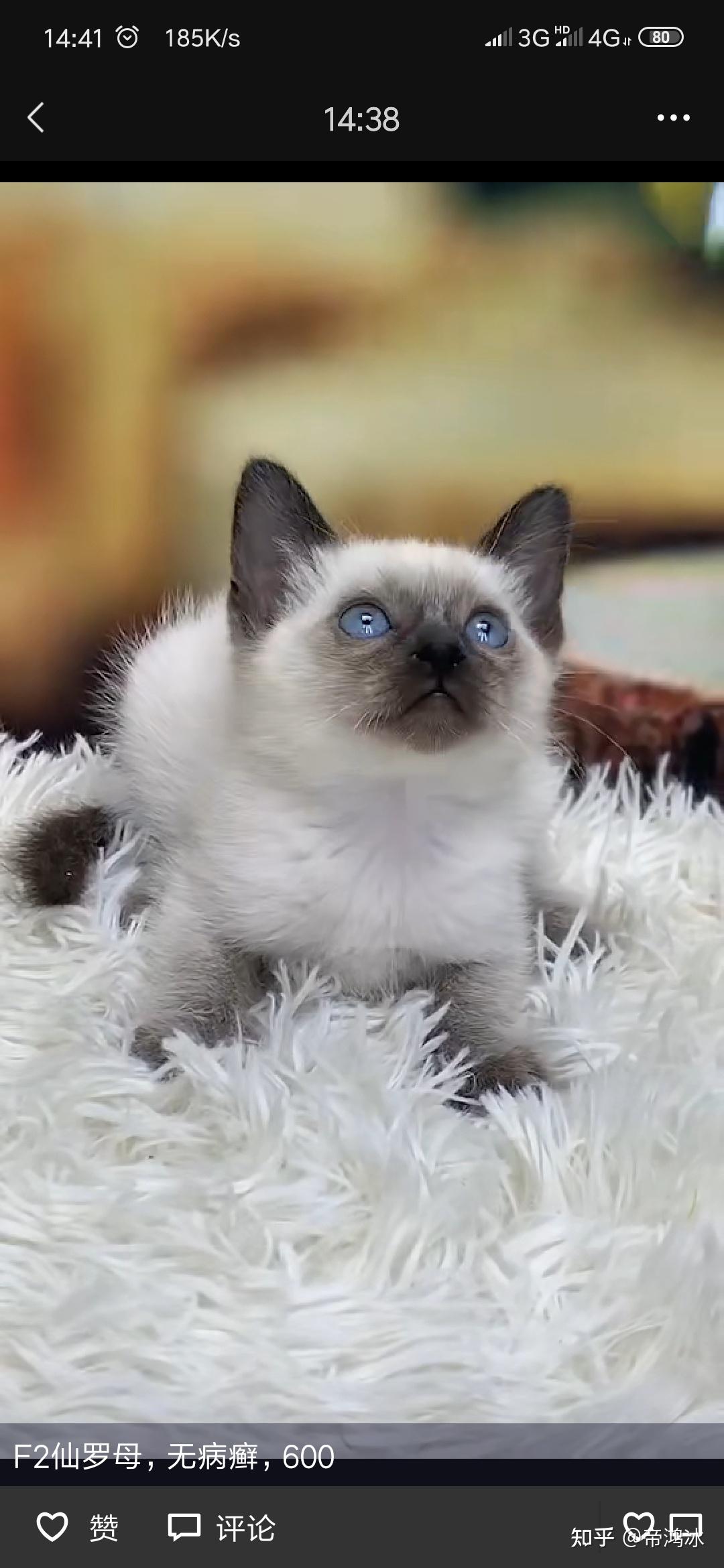 想要收下这只暹罗猫请问大家品相如何价格1800