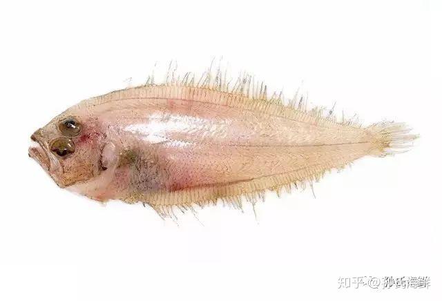 【孙氏海鲜】多宝鱼、鸦片鱼、真·龙利鱼...其实都是比目鱼！关于比目鱼的一切，这里都有 - 知乎