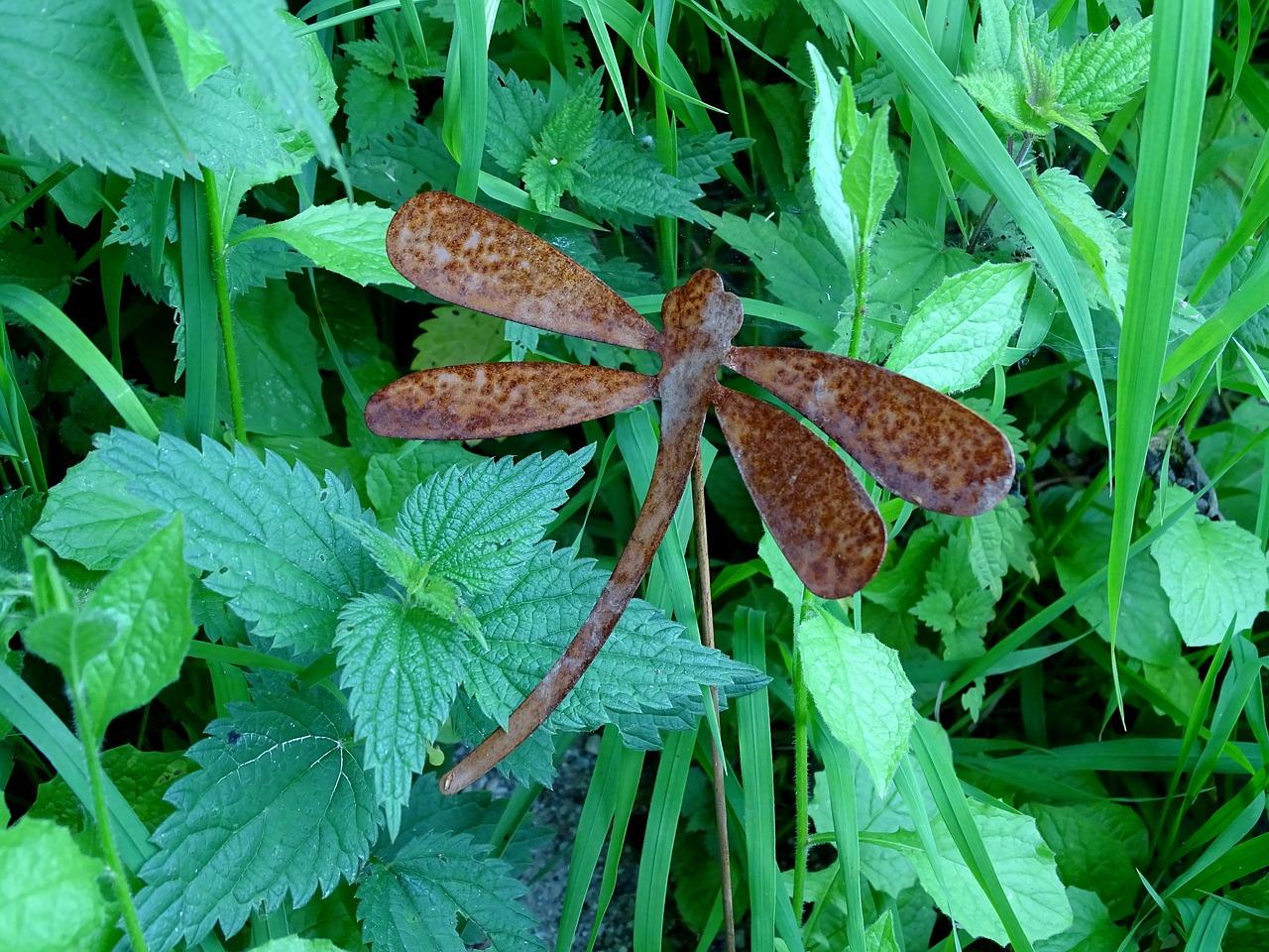 3. 铁仔科植物特征