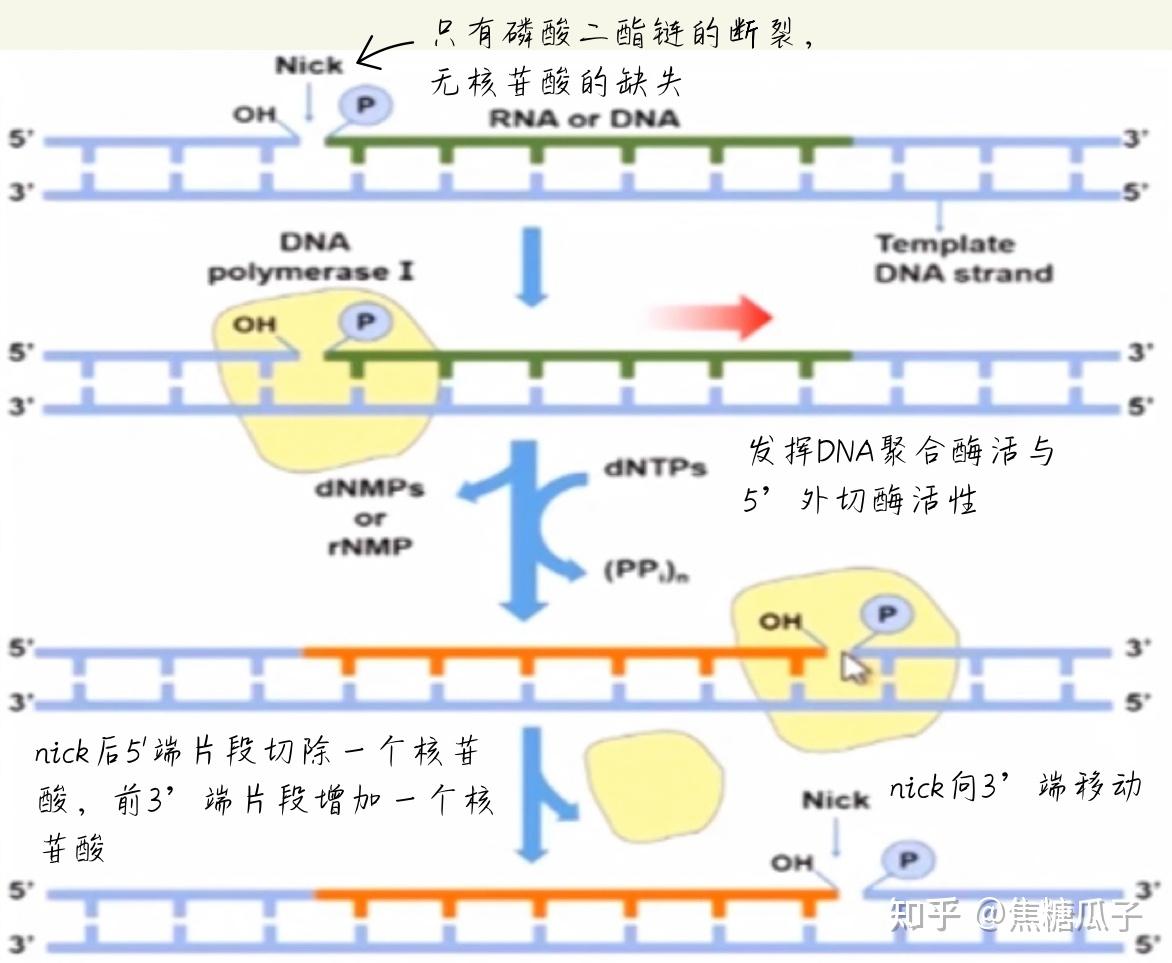 分子生物学 第四章 DNA的生物合成 - 知乎
