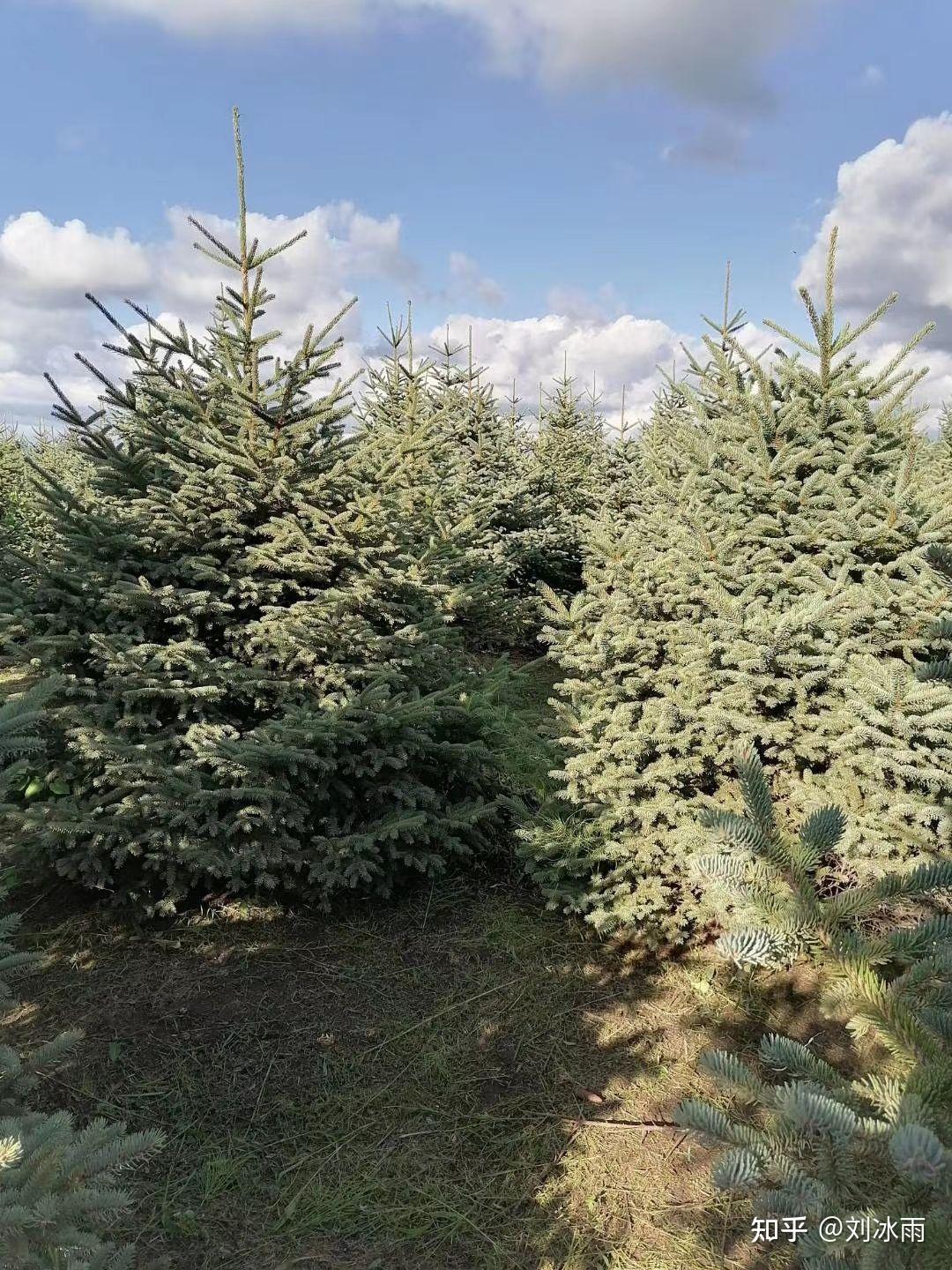 三十多年的红皮云杉胸径树高大概是多少左右? - 知乎