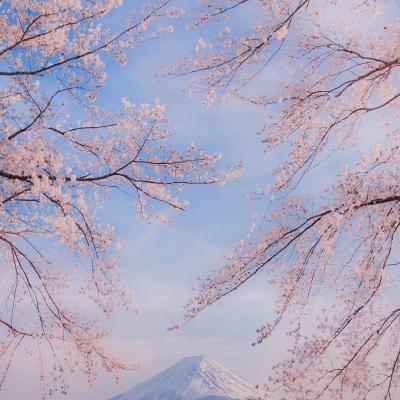 樱花头像该用怎样的速度才能与你相遇