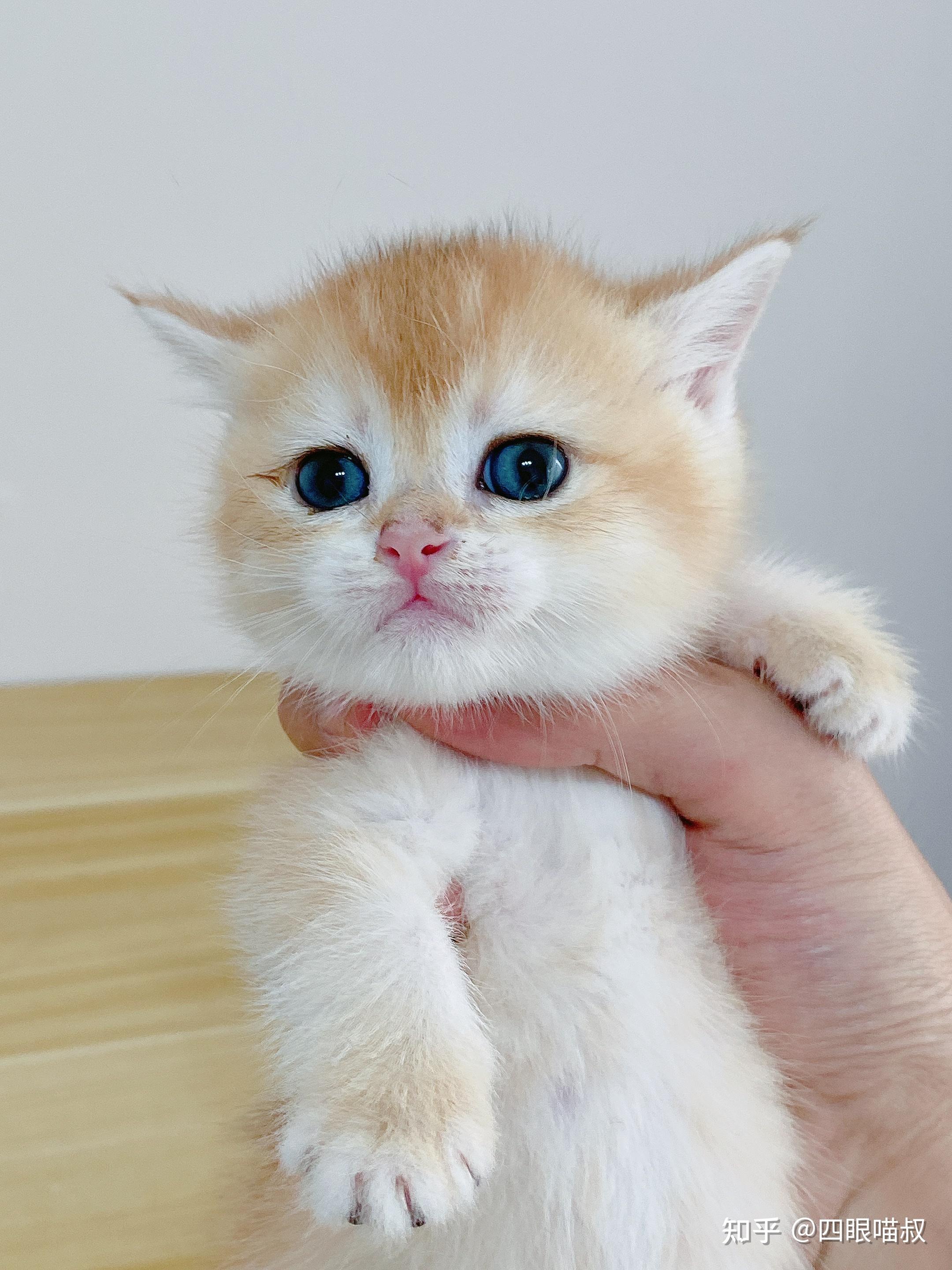 广东地区有自己繁育金渐层的猫舍吗? - 知乎