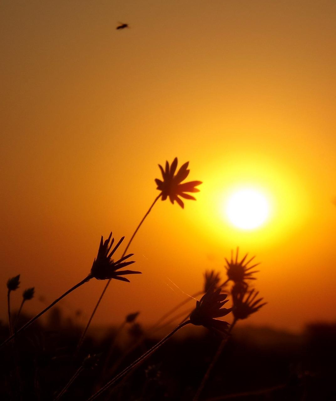 2. 朝阳花园推荐