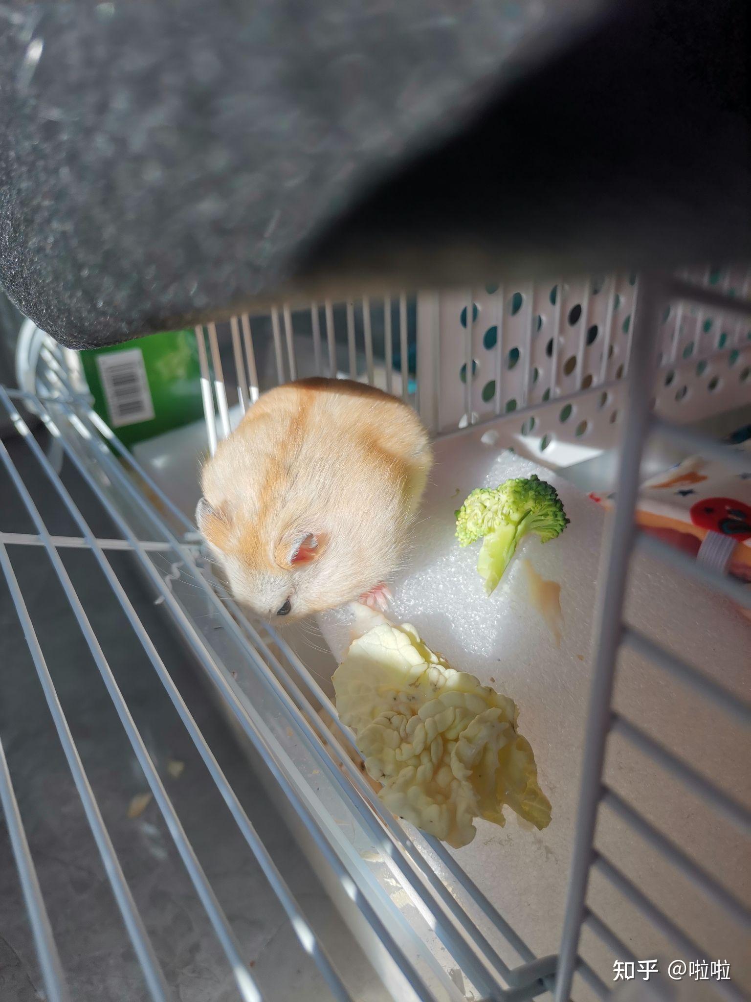 仓鼠布丁为什么毛色变黑变灰了