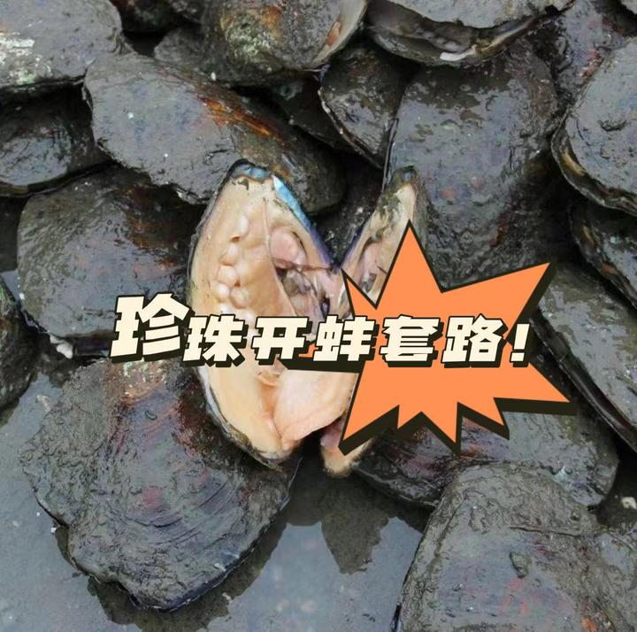 直播间开蚌珍珠是真的吗?揭秘珍珠开蚌骗局套路 - 知乎