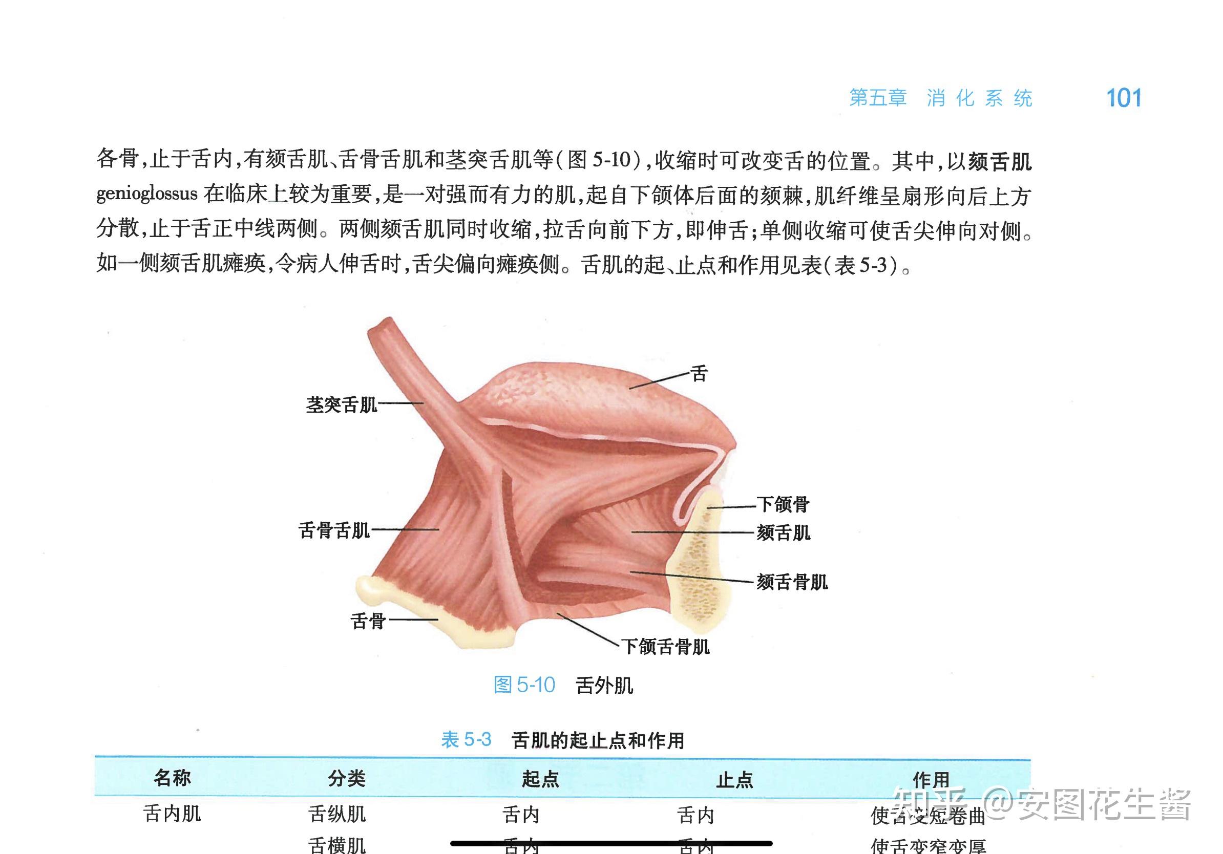 为什么一侧颏舌肌收缩,舌尖会偏向对侧 知乎