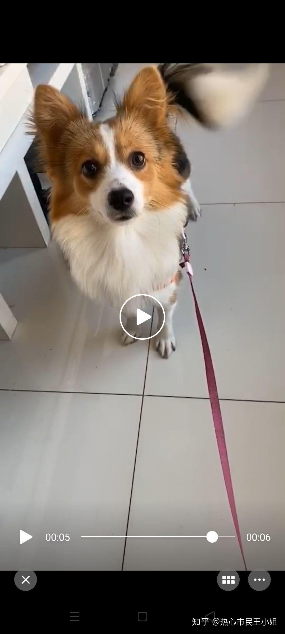 请问柯基串串长大后的样子