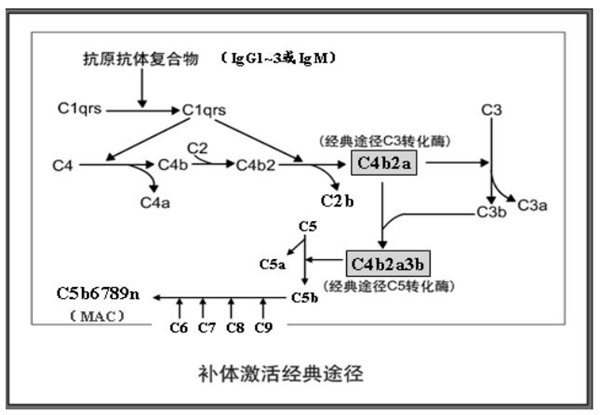 补体的三种激活途径,你了解吗 - 知乎