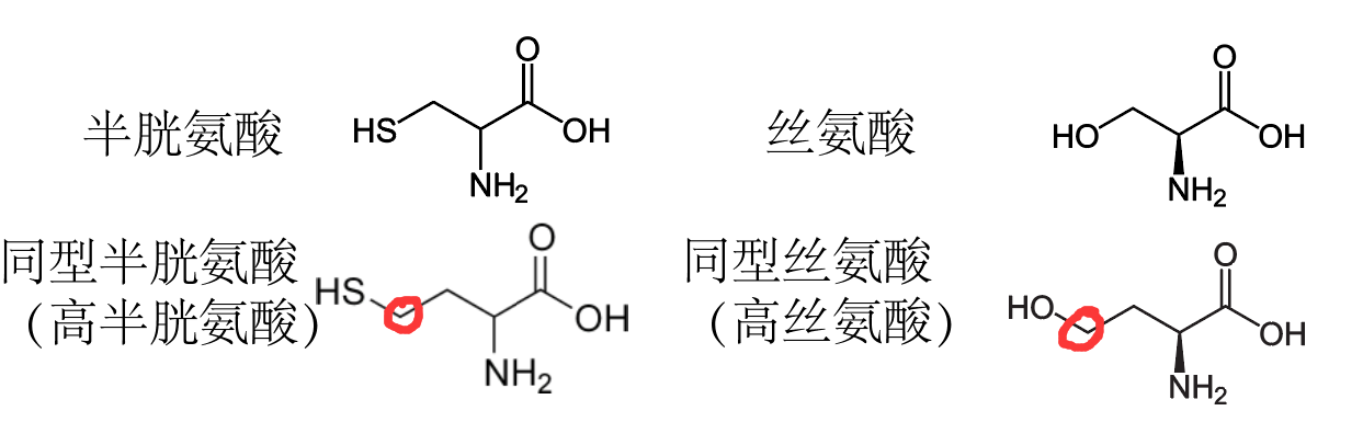同型半胱氨酸中的同型是什么意思