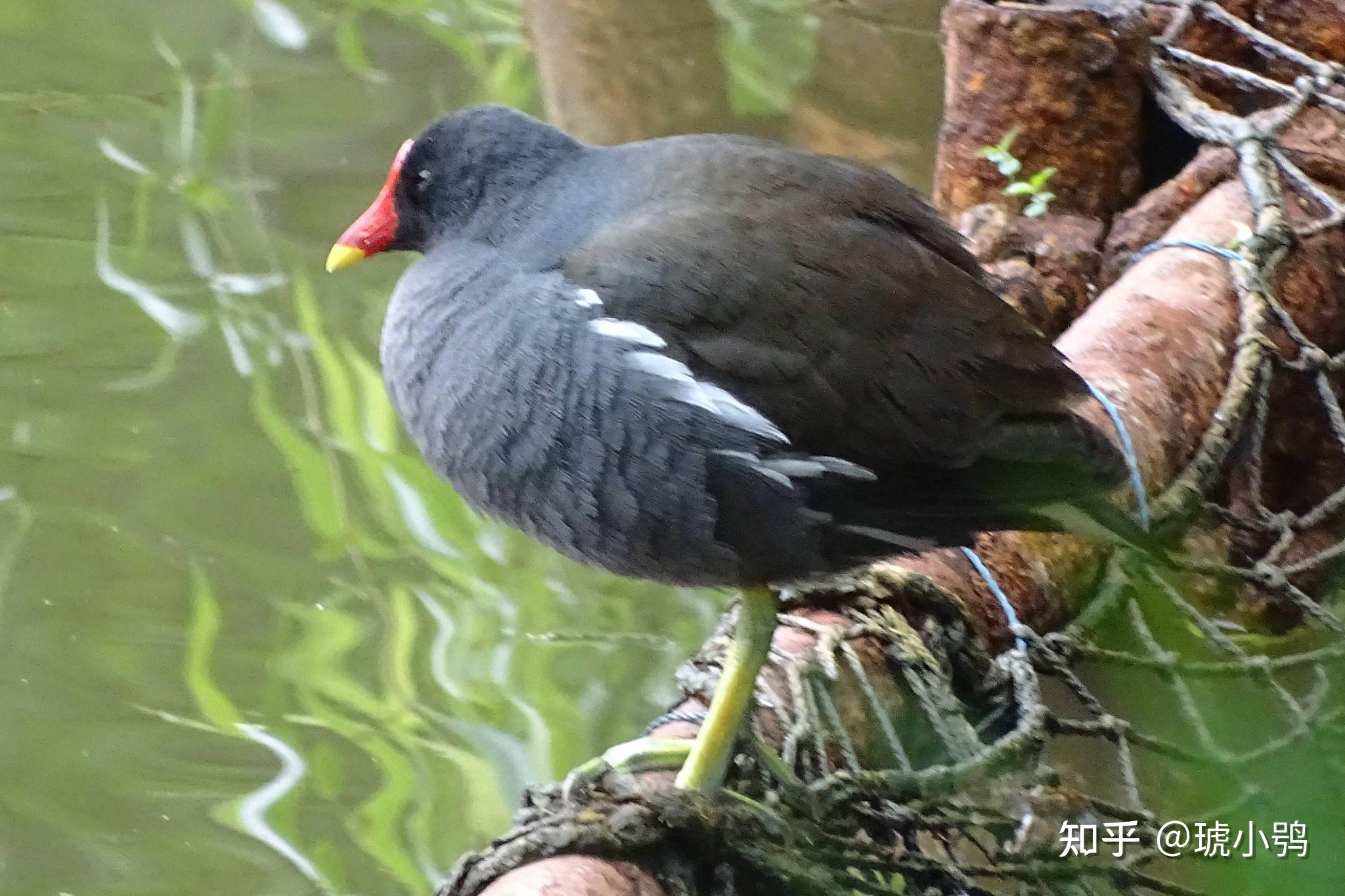 红嘴从头到脚浑身黑的鸟是什么鸟?