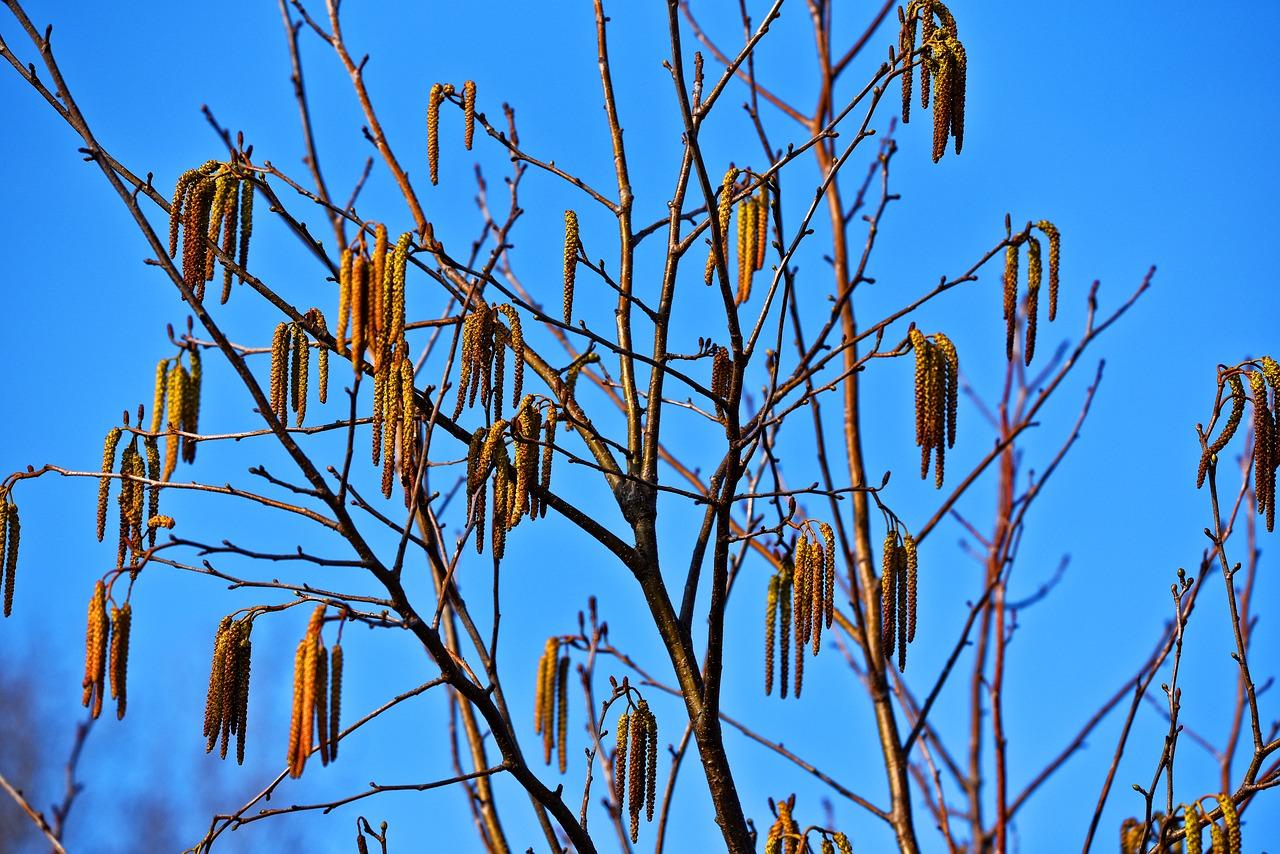 柳絮飘散季节指南