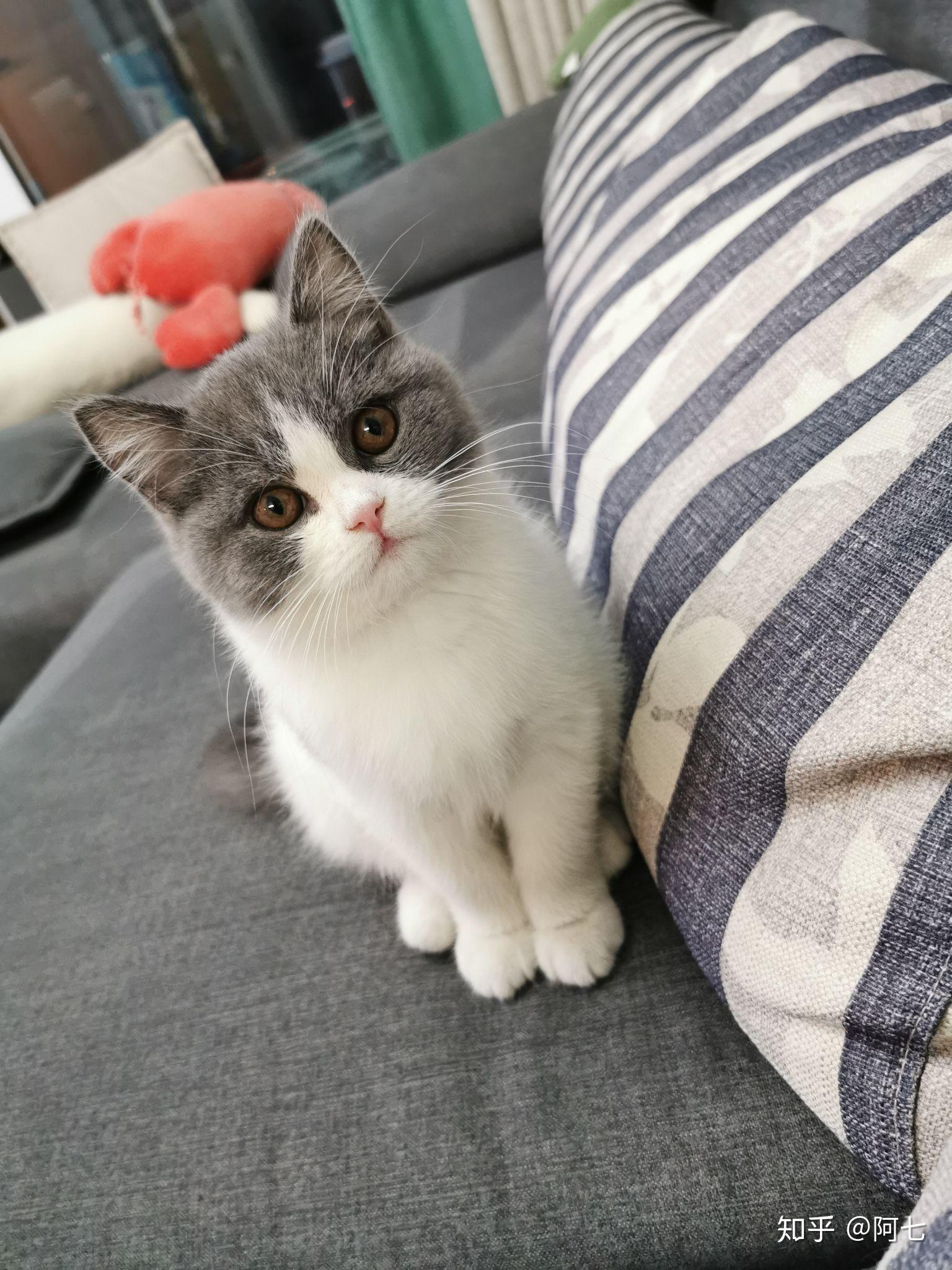 一只品相好的英短蓝白是什么样子的?