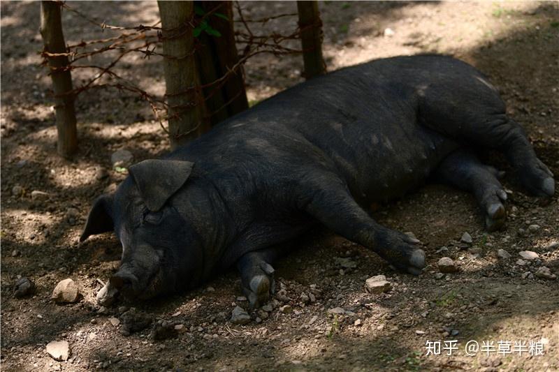 黑猪肉与白猪肉有哪些区别?——阎沟黑黑猪 - 知乎