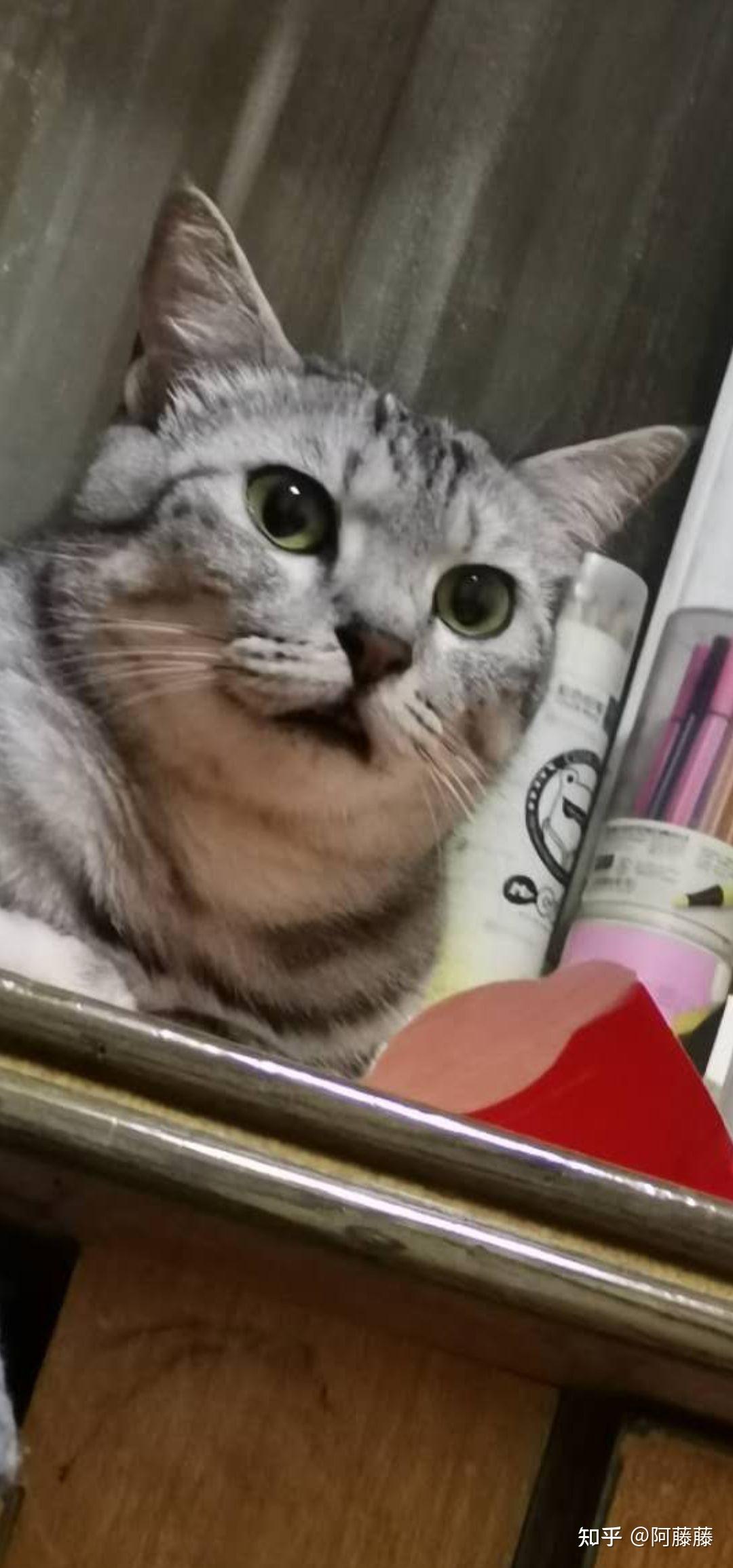 美短这样算发腮了嘛? - 知乎