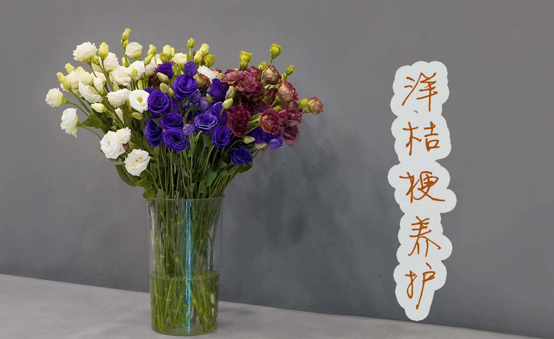 鲜 切 花 洋 桔 梗 龙 胆 的 处 理 和 养 护 - 知乎
