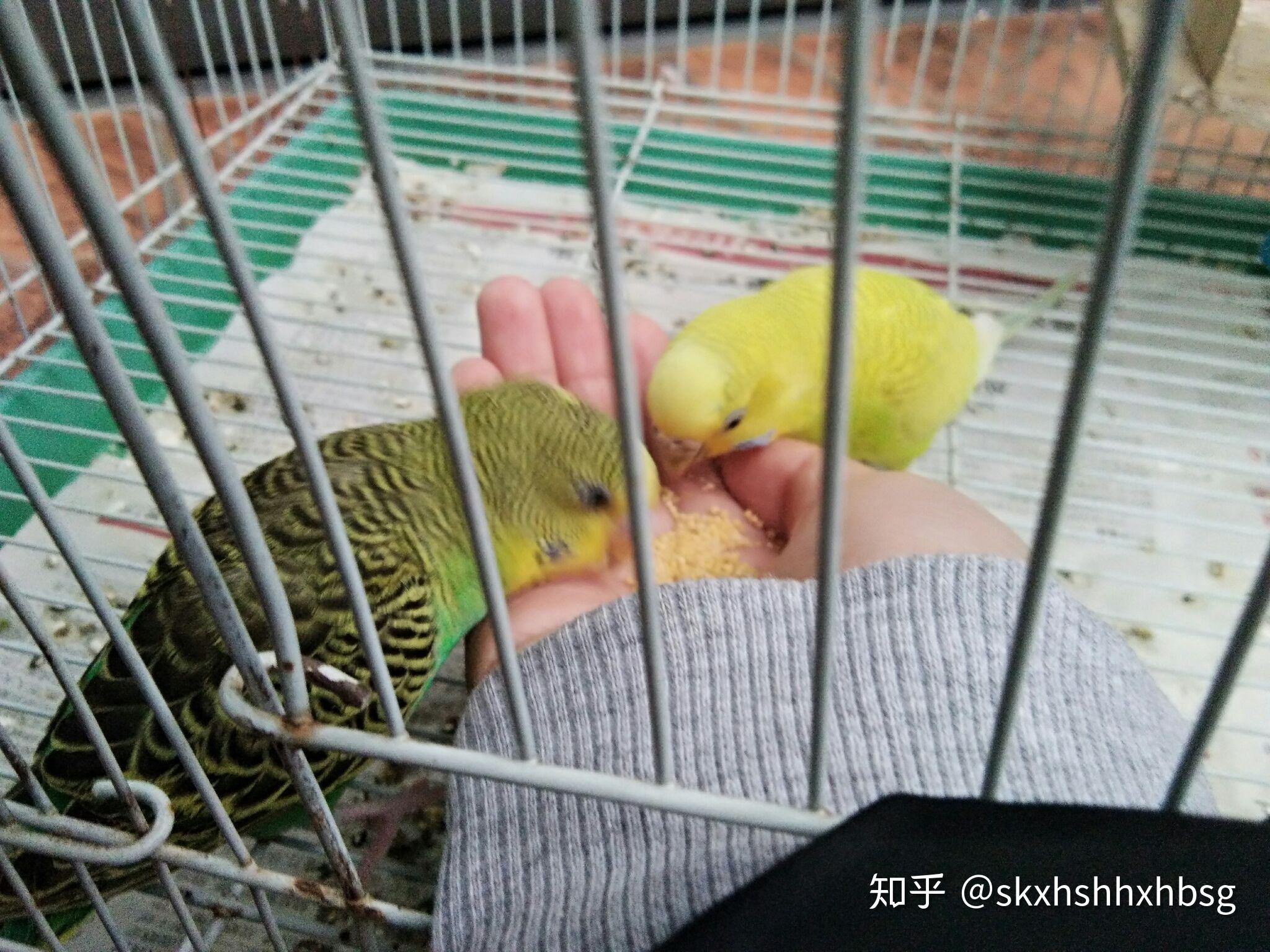 仓鼠可以和虎皮鹦鹉合笼吗