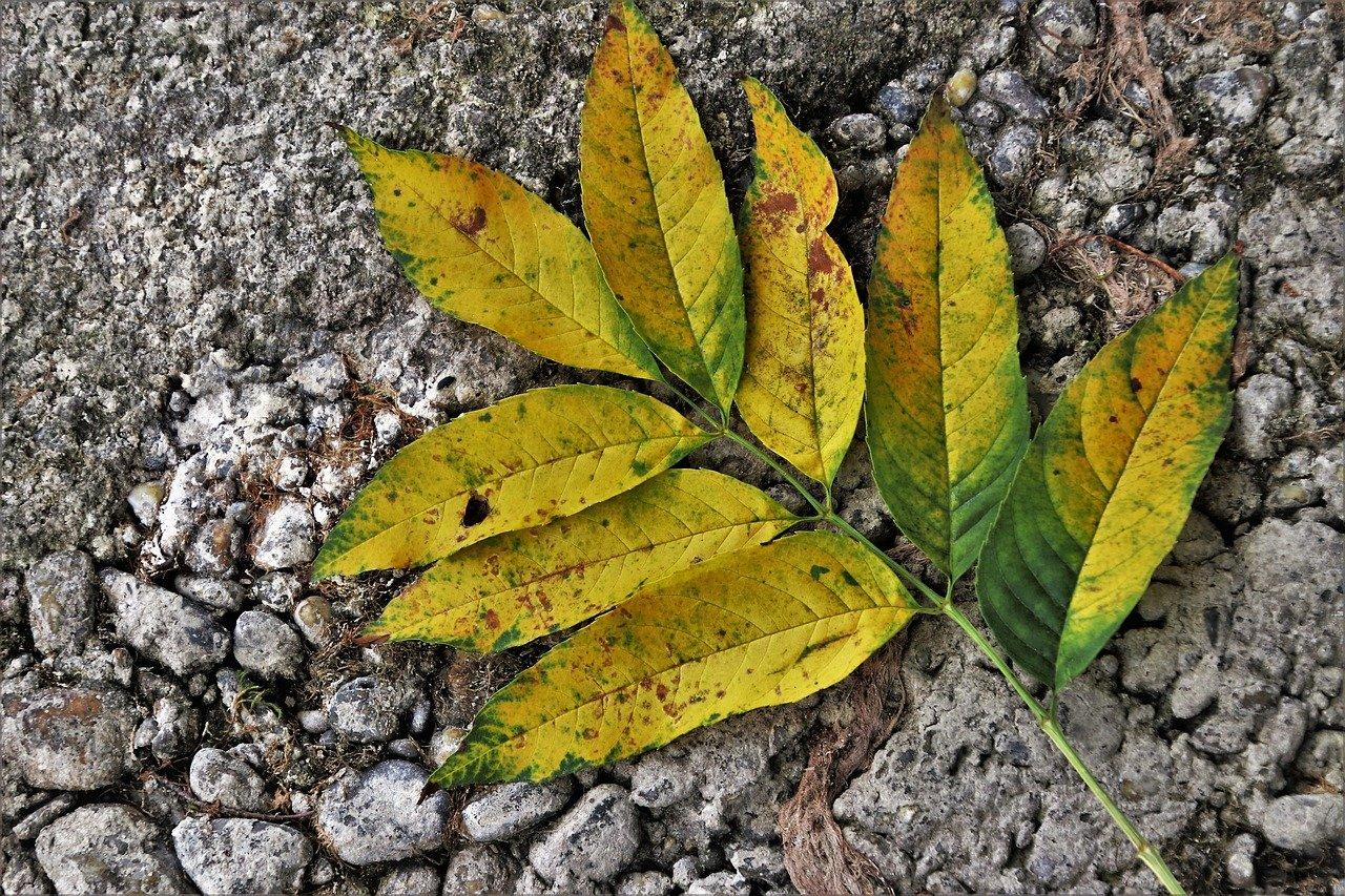 3. 黄叶处理方法