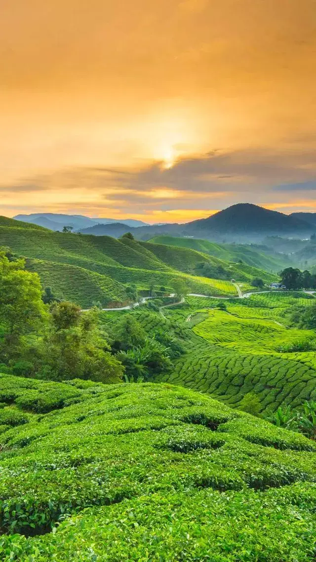 有什么保护眼睛的手机壁纸求推荐