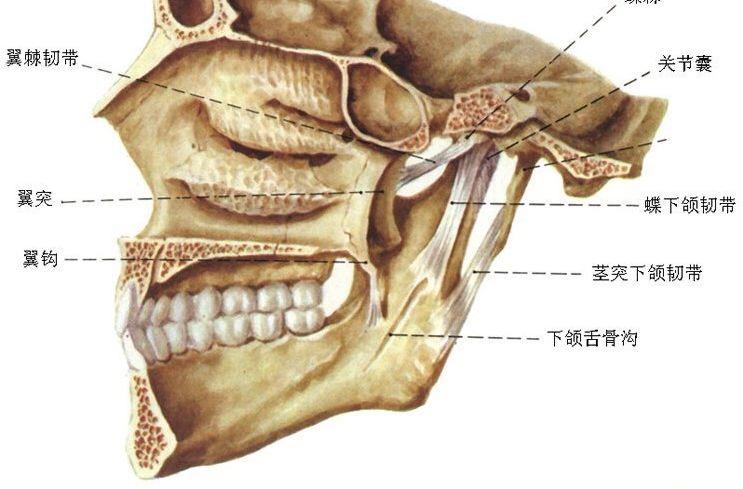 蝶骨翼突钩图片