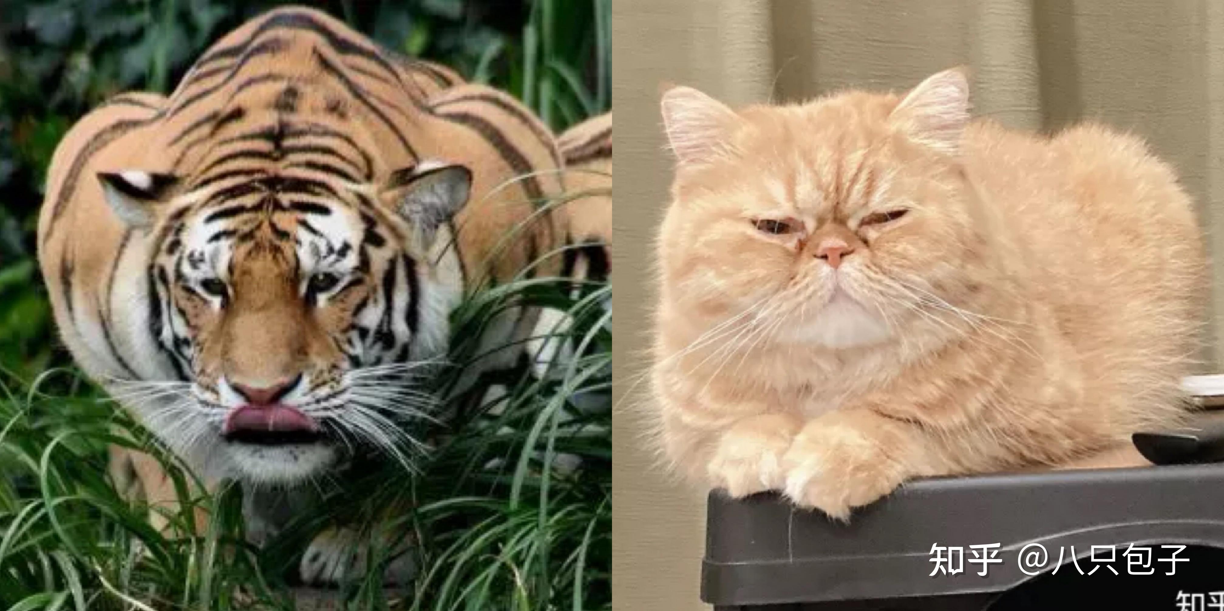 你的猫咪模仿老虎最像的瞬间是什么? - 知乎