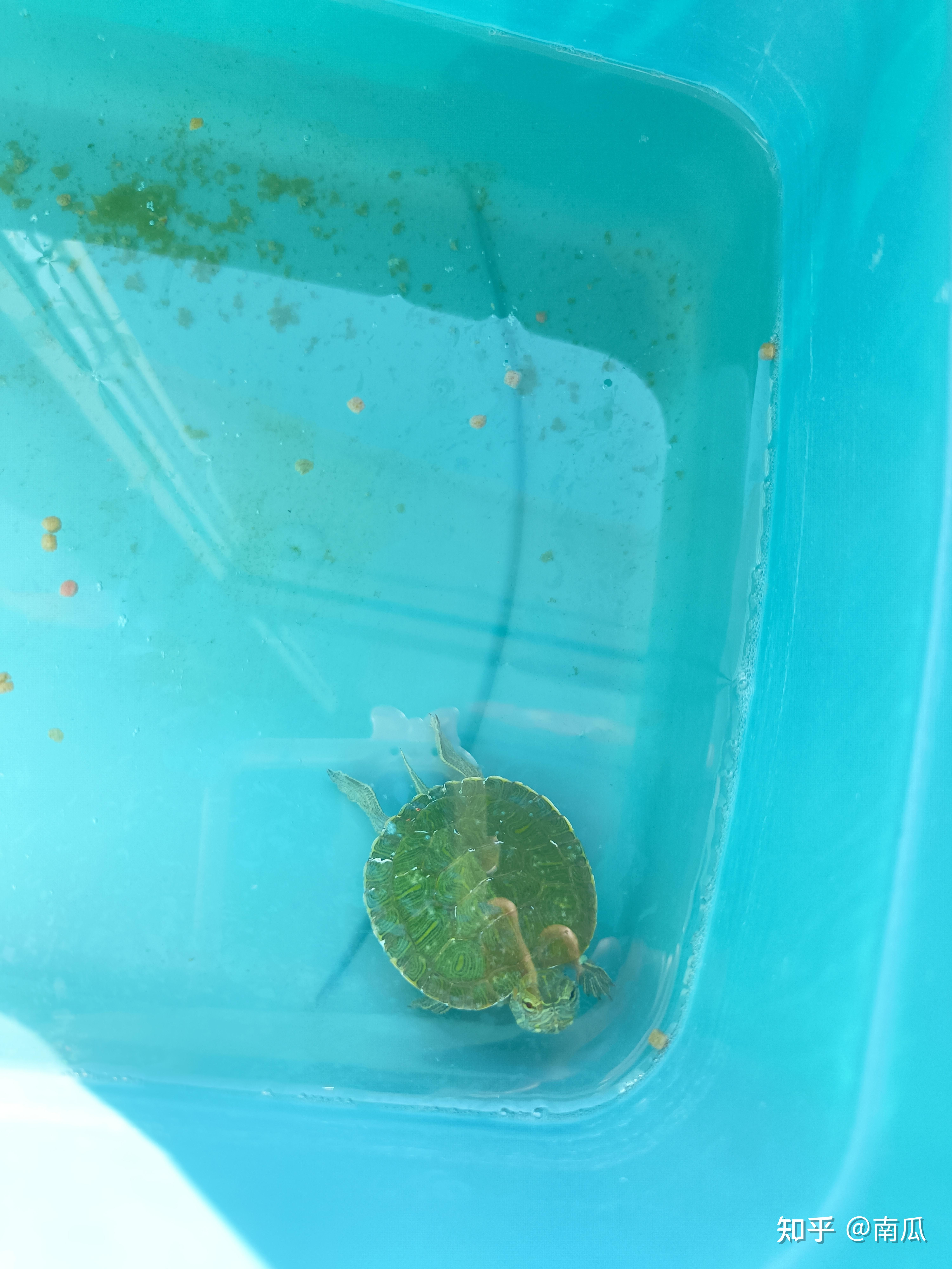 草龟和巴西龟哪个好养?