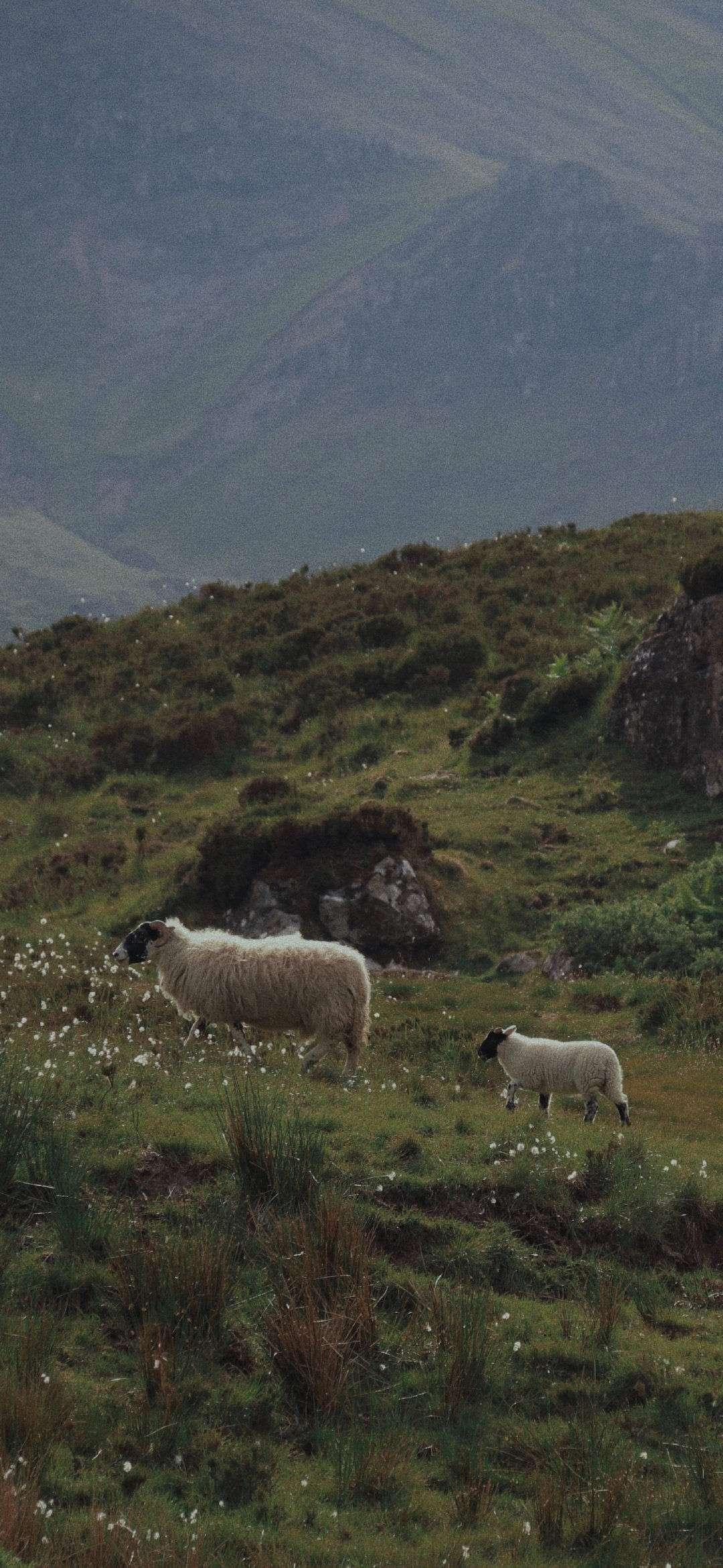 有没有好看的冷淡风或者比较惊艳的全面屏壁纸