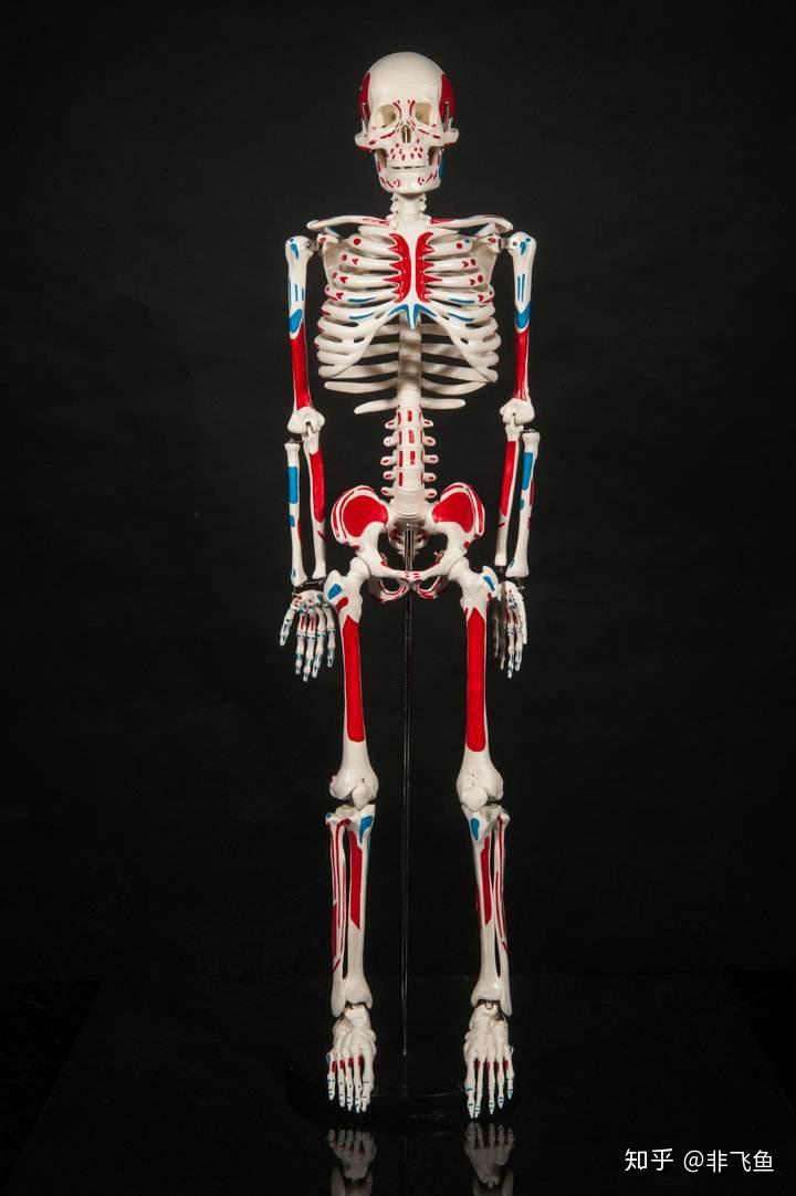 如果一个人把全身可以拿掉的所以骨头都拿掉....会是什么样子? - 知乎