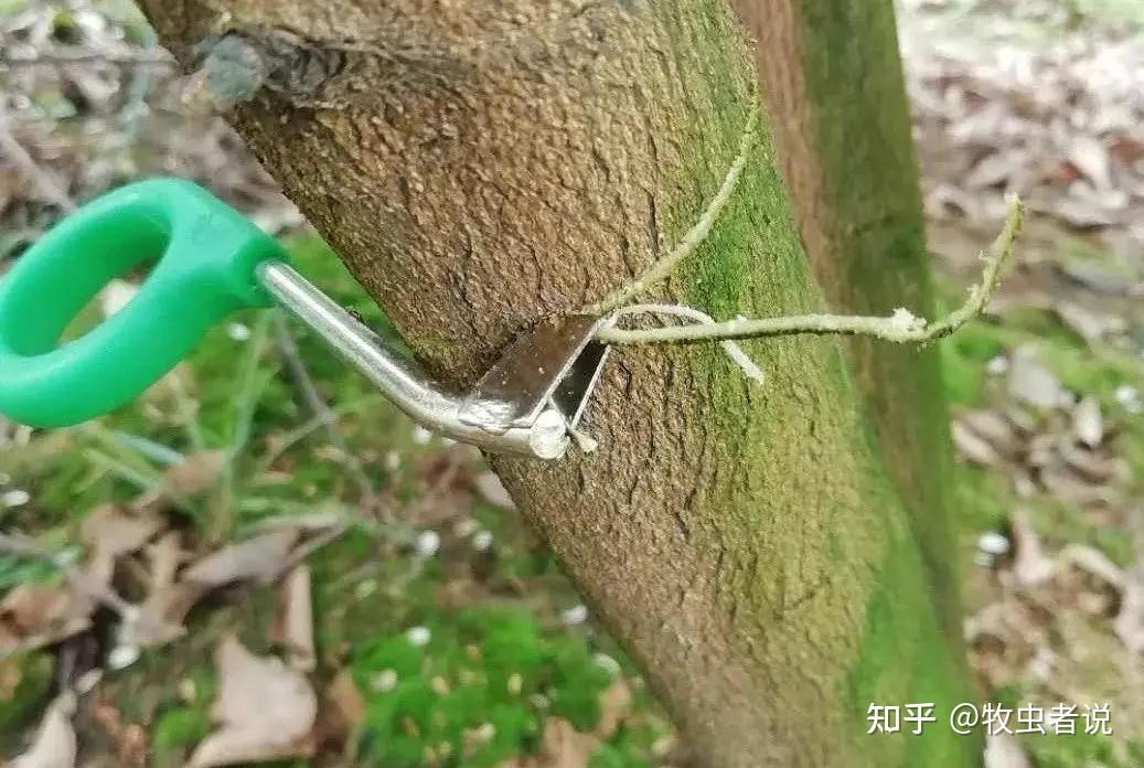 柑橘环割这一刀,决定是保果还是死树,果农如何来操作? - 知乎