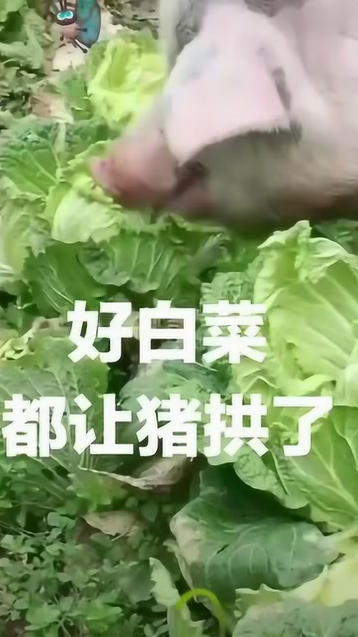好白菜都让猪拱了！你要不要当那个猪？ - 知乎