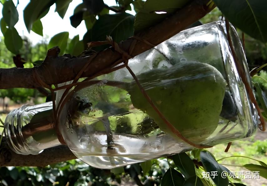 五粮液“永不分梨”酒,梨是怎么放瓶里的?这酒能好喝吗? - 知乎