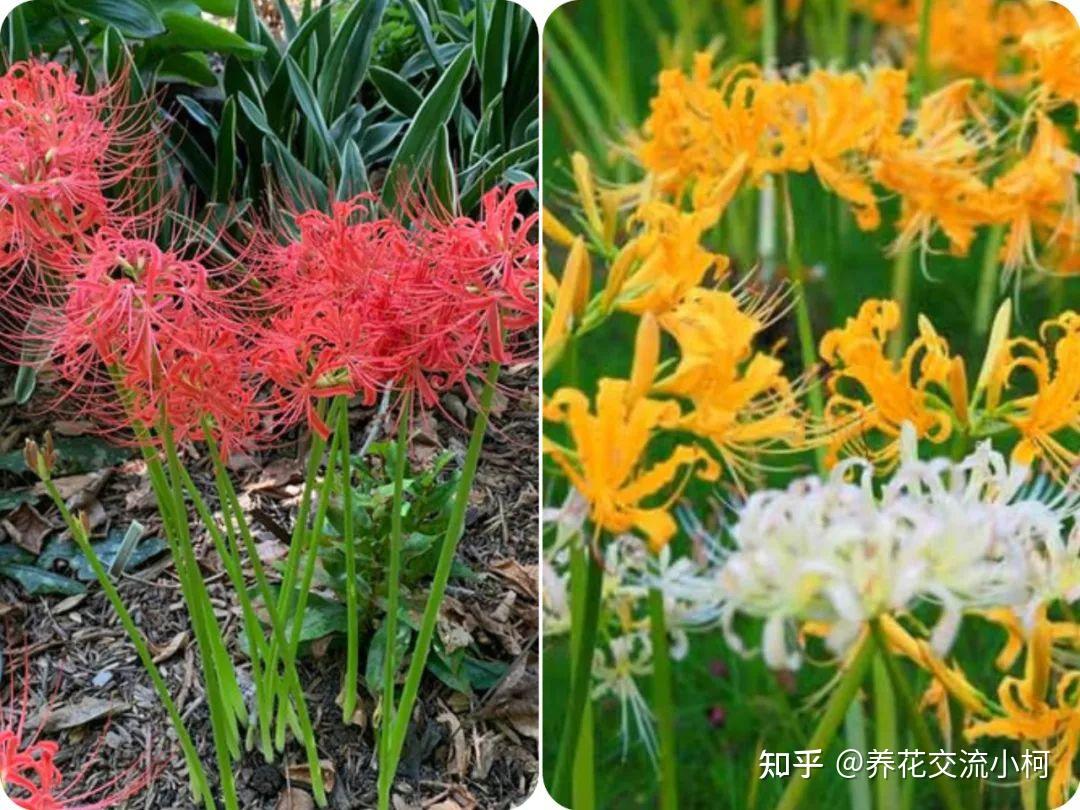 换锦花和石蒜花四季养护指南,从买种球到养开花的详细注意事项 - 知乎