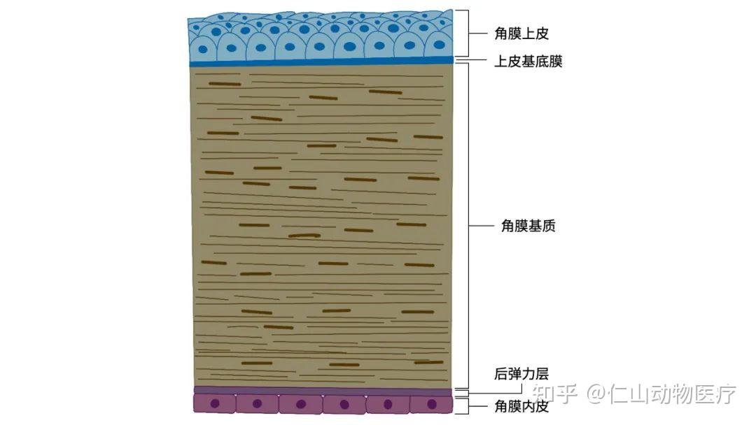 眼科科普|动物眼部解剖结构图文详解 知乎