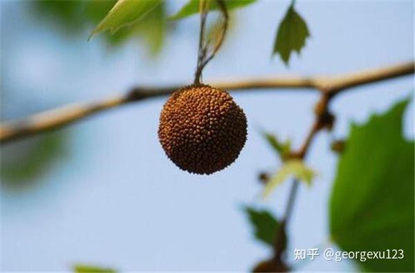 春意盎然——上海景观树木 - 知乎