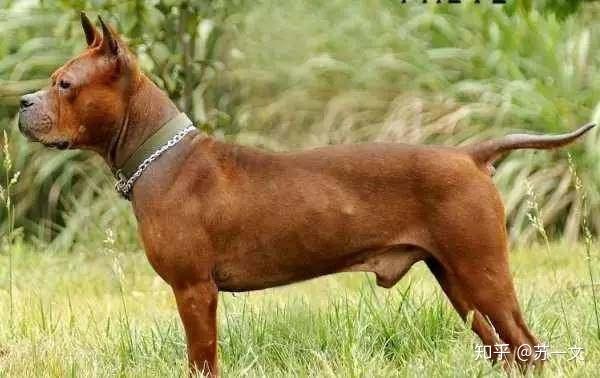 青川犬是天生的山地猎犬,当地人叫它撵山狗,成群狩猎威力无穷,移动