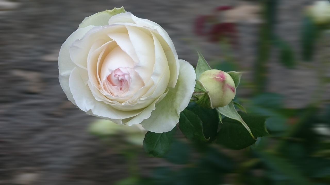 白毫银针如何储存