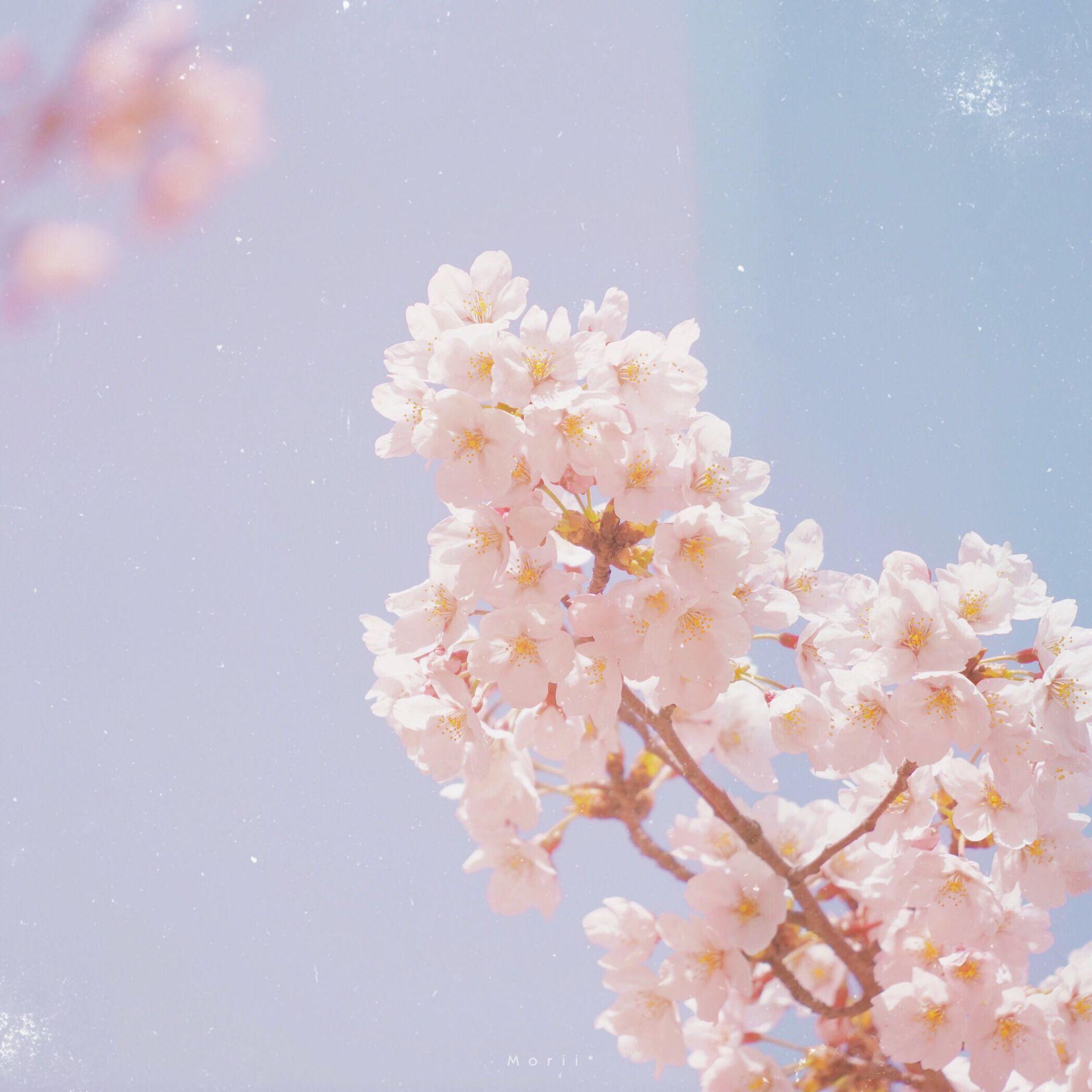 有什么小清新的微信头像