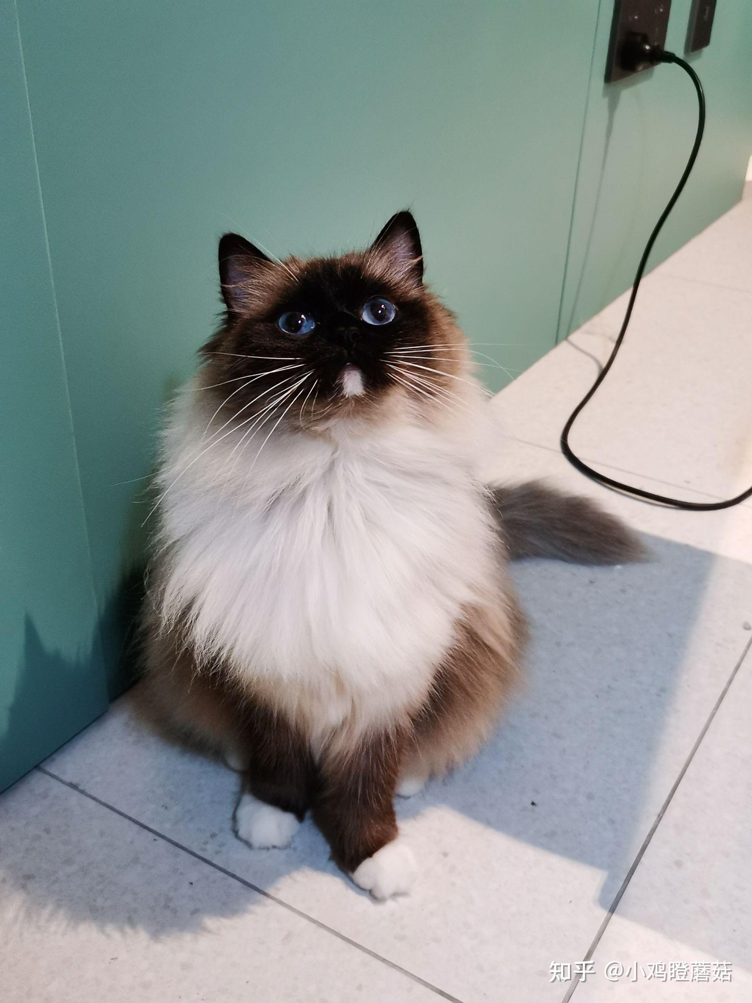 为啥我家的重点色布偶脸没那么黑? - 知乎