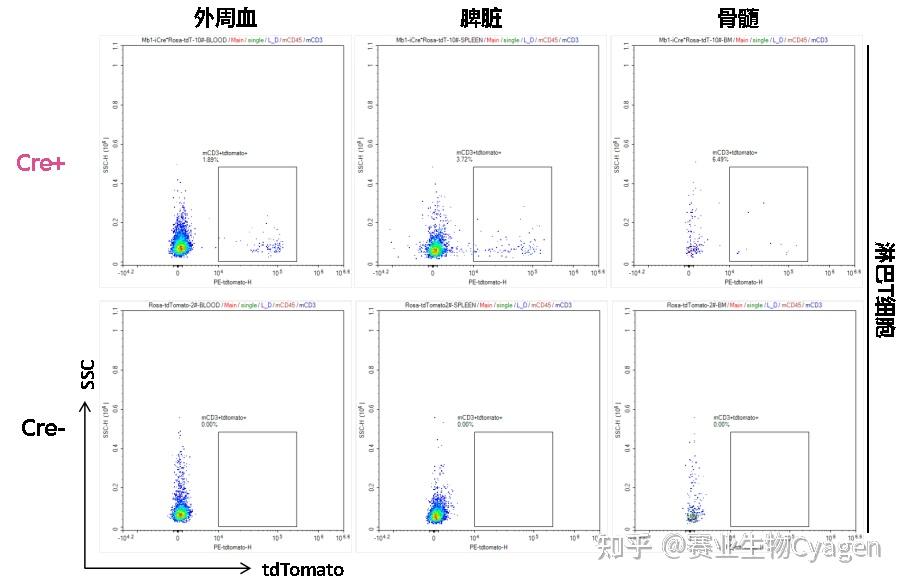 B细胞特异性研究工具模型：Mb1-iCre小鼠 - 知乎