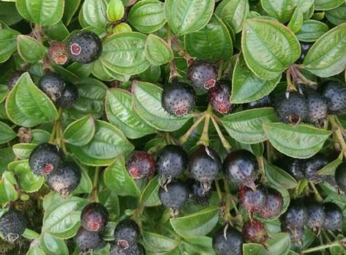 这种野果是天然钙片农村的儿童都吃过