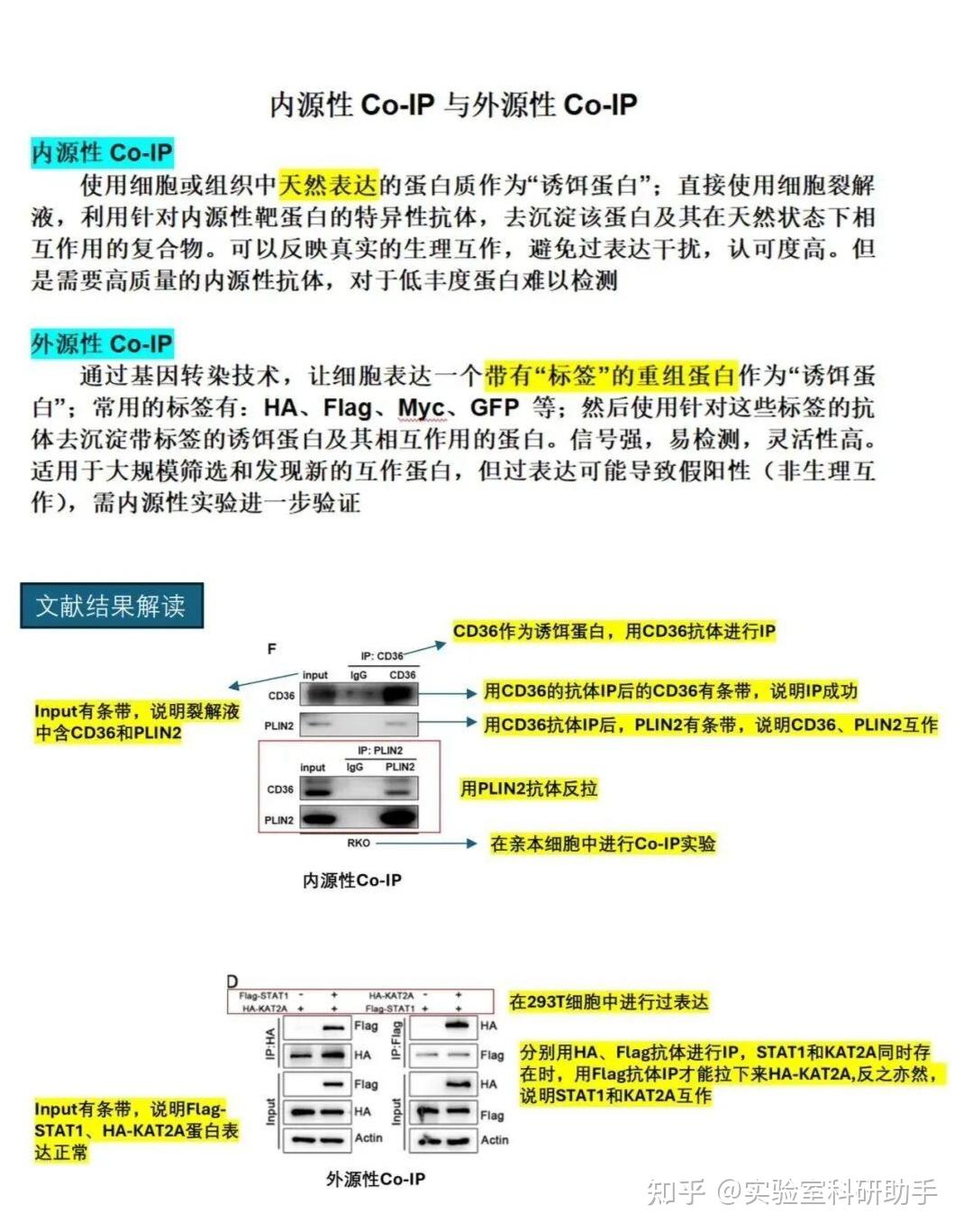 Coip Method 内源性CoIP实验结果解读和详细实验步骤 - 知乎