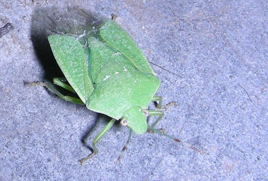 昆虫的背单眼具体有什么作用?