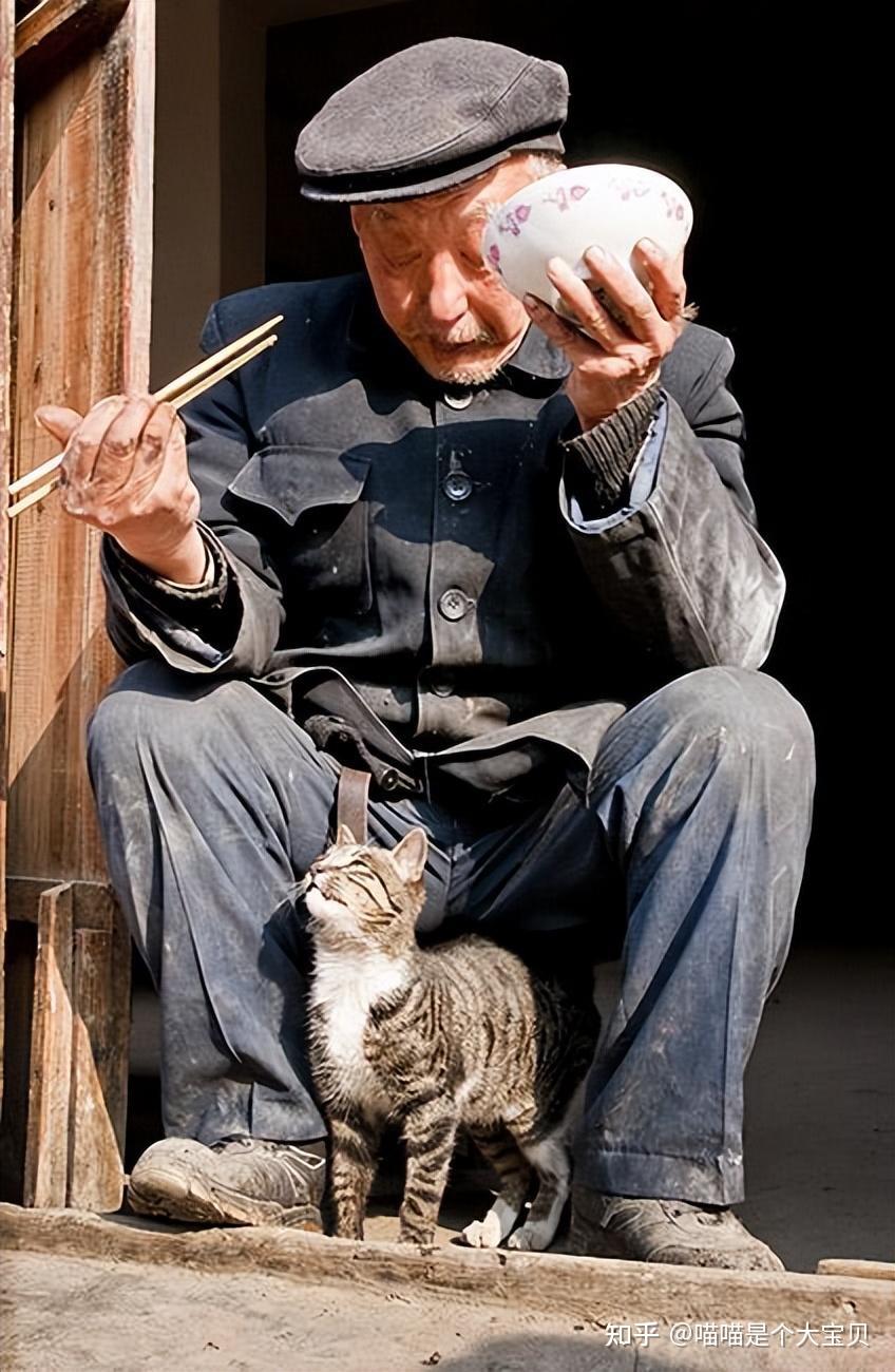 研究证明,长期养猫的人,会更健康 - 知乎